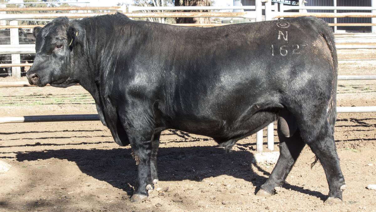 Second top-priced bull, Eaglehawk Unanimous N162 by US sire Vision Unanimous, was bought by long time repeat client Norm Turner, Lauriston via Inverell, for $9000.