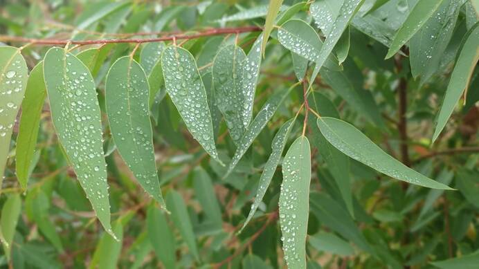 An Australian eucalypt is the source of a new insecticide produced by Australian agtech company Bio-Gene Technology Ltd. Photo courtesy CSIRO.