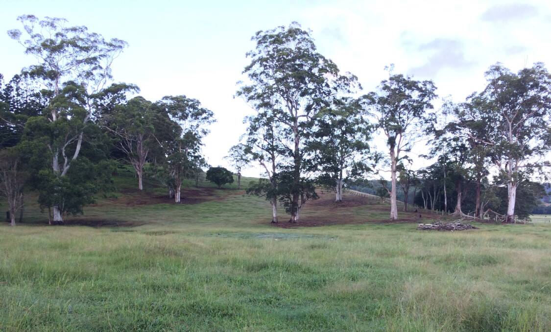 Pasture die-back first appeared under trees in the Tweed Valley. Evidence is now mounting that mealybugs are the problem but remedy is simpler than you think, once fungi are allowed to flourish. Photo: Dianne Love