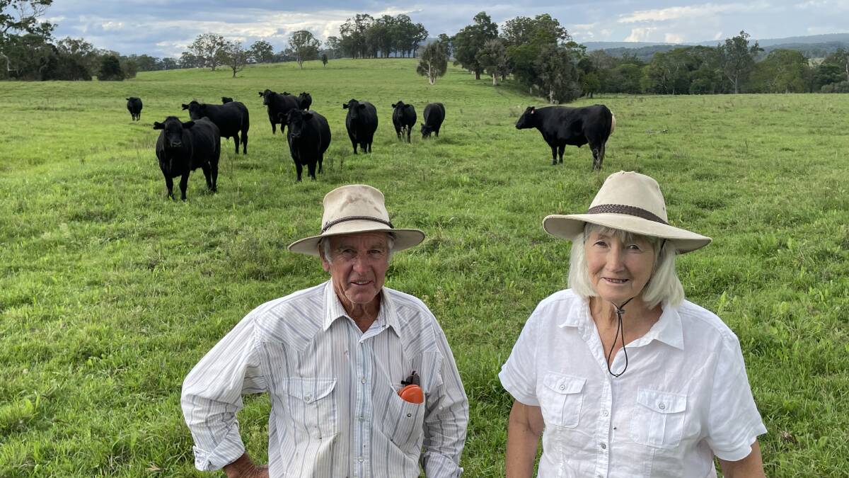 James and Suzanne Landers, Bandon Grove via Dungog, with full mouth bullocks ready for consignment.