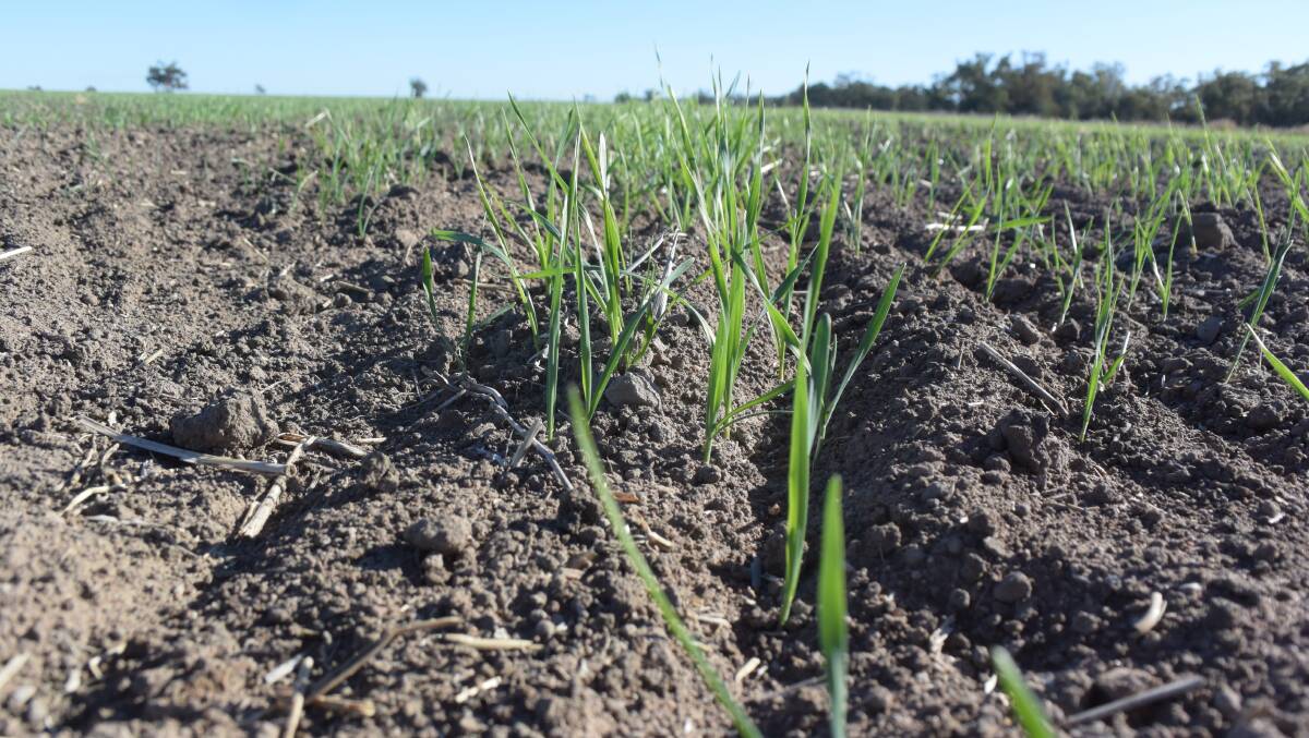 Barley has emerged at Terry Hie Hie but will remain at this primary root stage until further rain falls, allowing secondary roots to push deeper into subsoil moisture.
