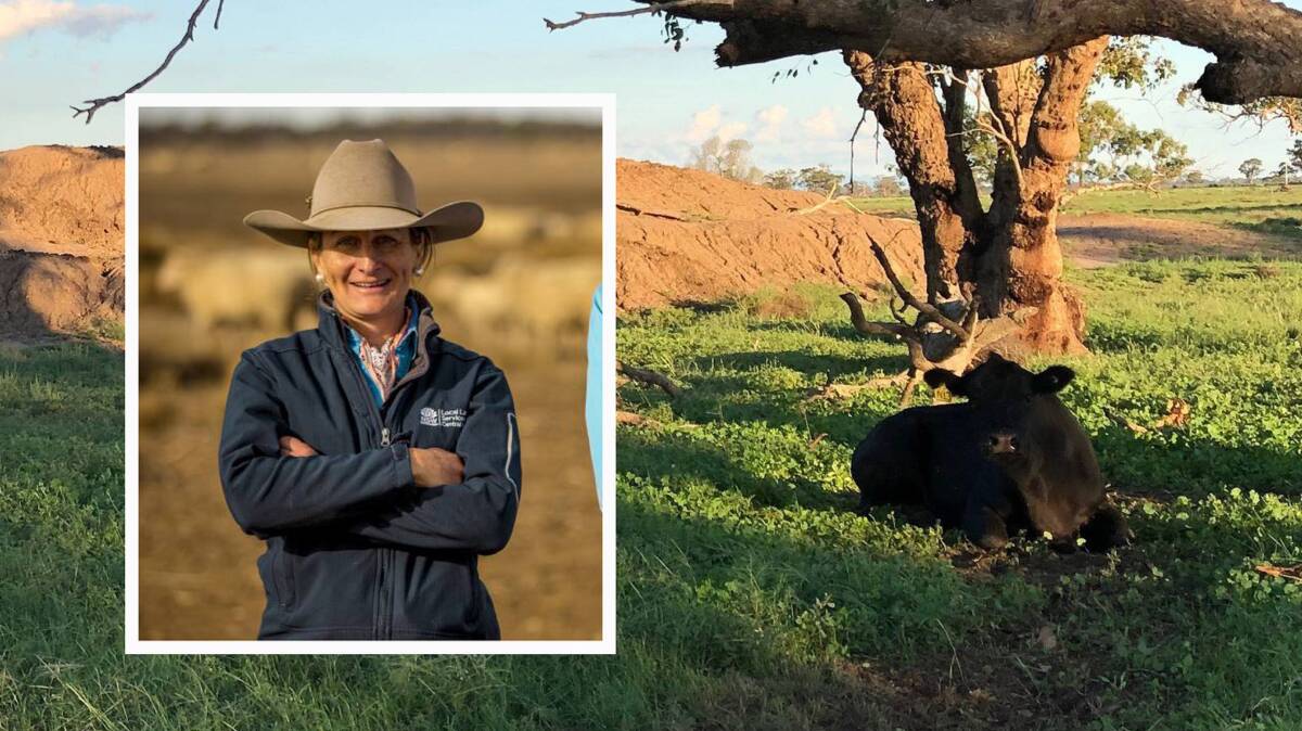 Cattle are coming down with three day sickness in the Coonamble district. Inset Local Land Services Coonamble-based vet Jillian Kelly.