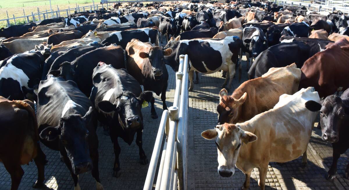 Friesian and Jersey cows wait to be milked outside the rotary dairy at Big River Milk near Grafton. The company's niche branded single-source product was cruelled by drought, saline water, a loss of volume and an unsympathetic consumer.