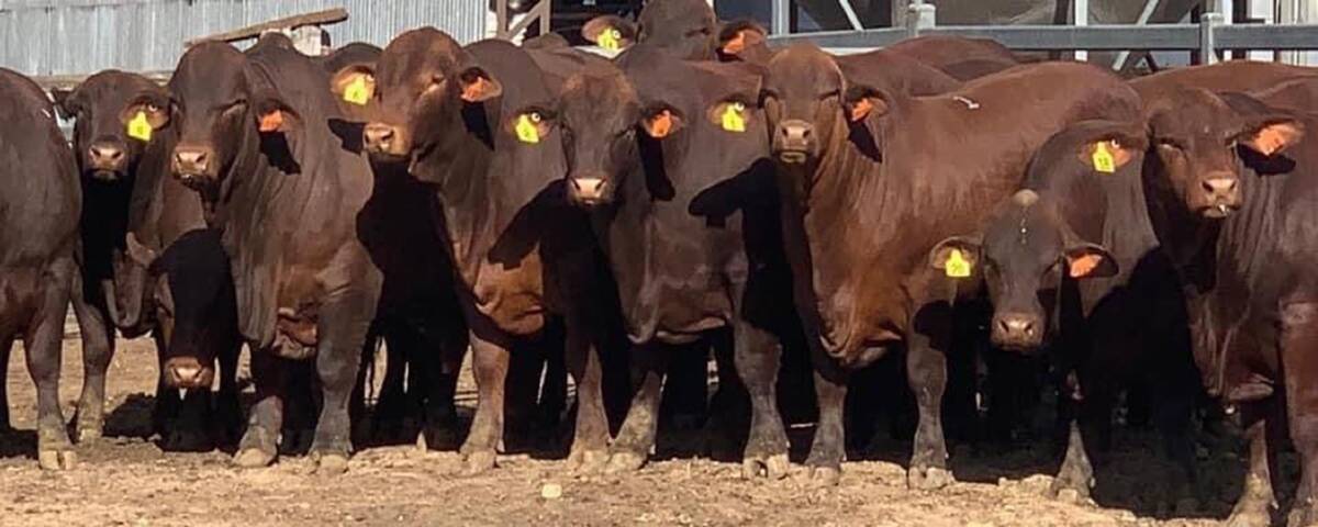 "Cattle producers are a big fan of commercial relevance and can relate to them more than a led show bull," says Yulgilbar manager Rob Sinnamon.