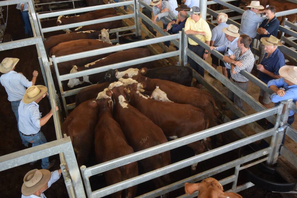 Milk and two-tooth Hereford steers, 417kg, from Frank Hannigan, Woodview, sold for 312c/kg or $1358 to Mort and Co feedlots, Darling Downs, Qld, at Casino on Wednesday.