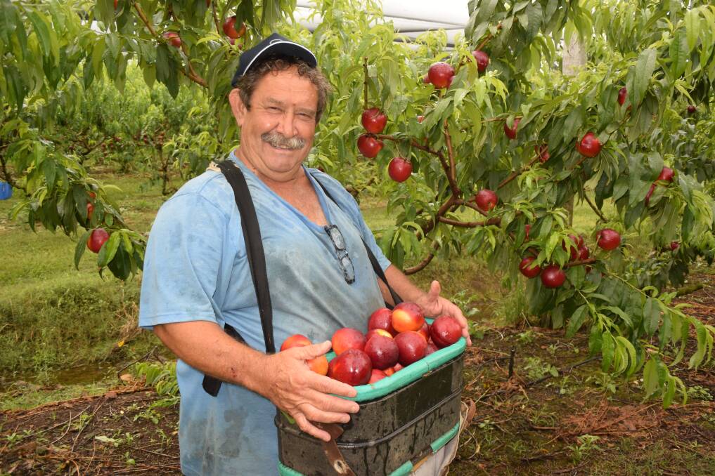 Jeff Zanette, Tullera via Lismore, reports the best stonefruit growing season for years due to dry conditions and sprinkler irrigation but competition is squeezing sub-tropical production.