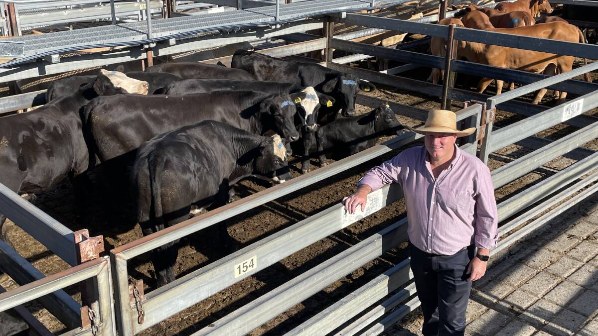 Derek Morgan, Benanbar, Nymboida, with Angus cross steers by a Brooklana bull that made 416.2c/kg for 390.7kg or $1626.15 at Grafton on Friday.