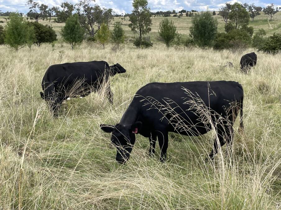 Freedom to buy carbon credits direct with the farmer will be the result of last weeks ACCU market shock, say experts. Meanwhile more carbon in the ground equals more meat, provided grazing is planned and rotational.