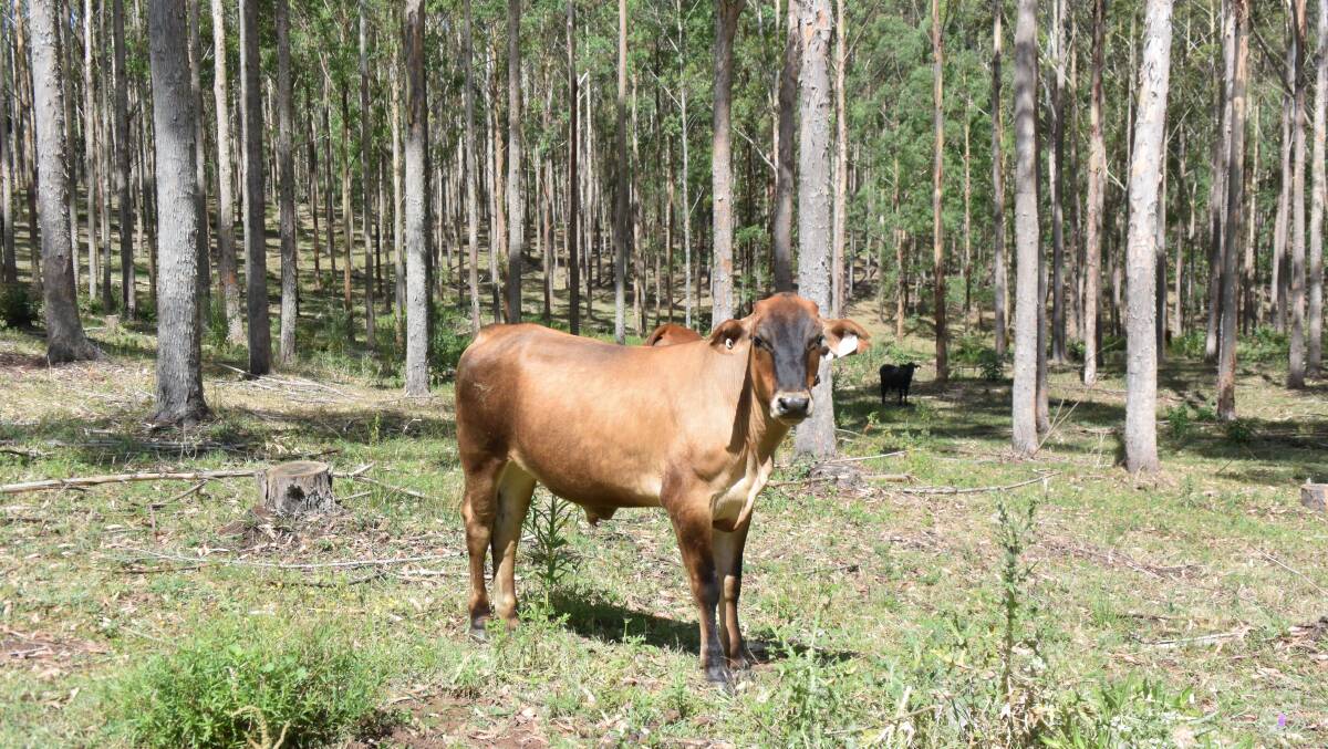 Brahman-cross cattle graze under trees at Hurford's plantation near Kyogle with the primary return from fire risk management while beef kilos come second.