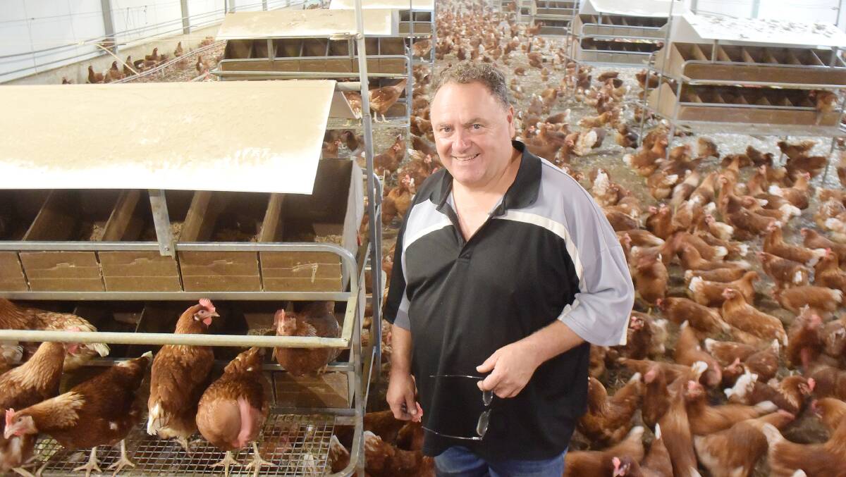 Casino egg farmer Greg Galea in a shed of free-range barn reared hens that lay in boxes nestled into A-frames - a technique used by Mr Galea's grandfather in western Sydney.