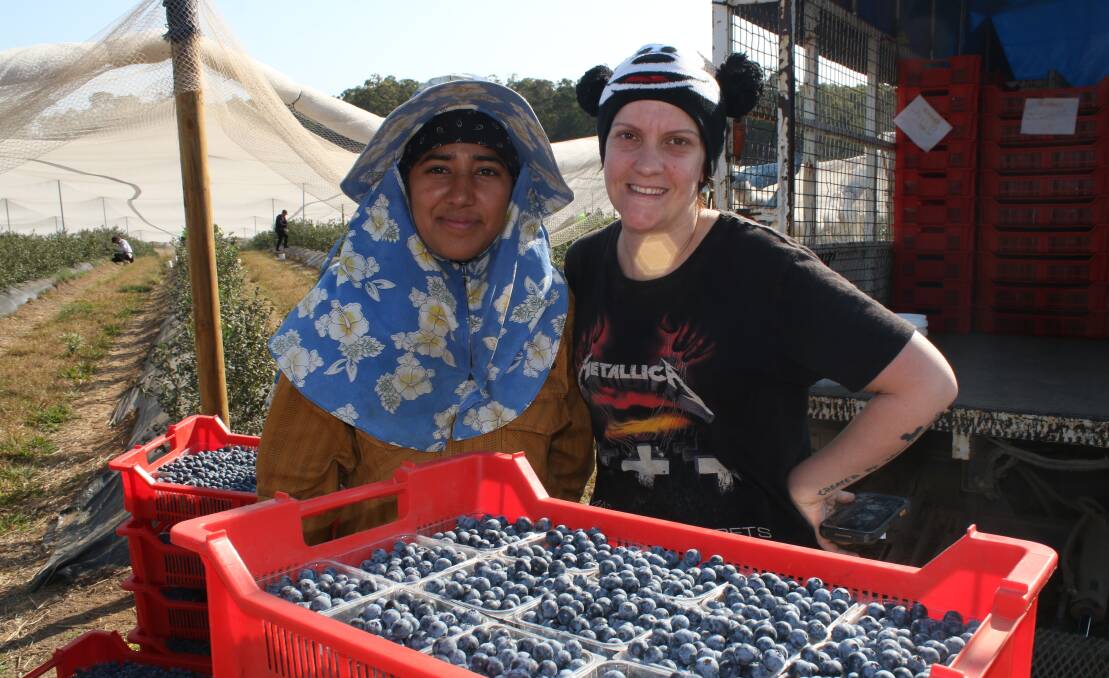 Piece workers on a blueberry farm near Coffs Harbour are paid by the kilogram. It is true that slow pickers make very little money.