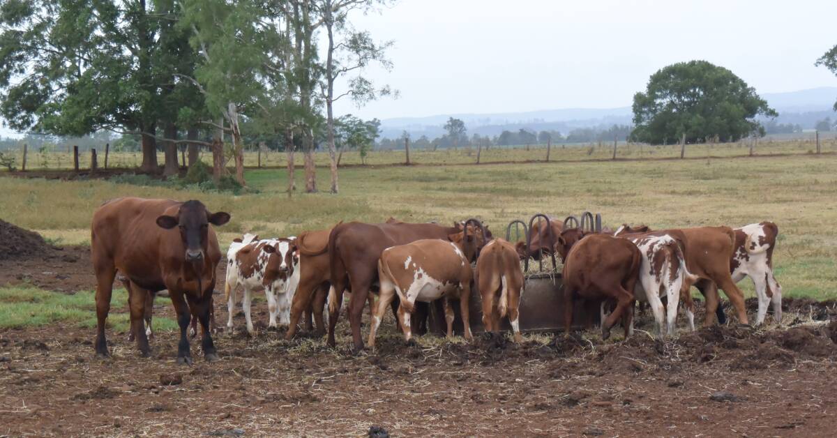 Aussie Red steers are able to lay down muscle as seen in the yearling to the left.