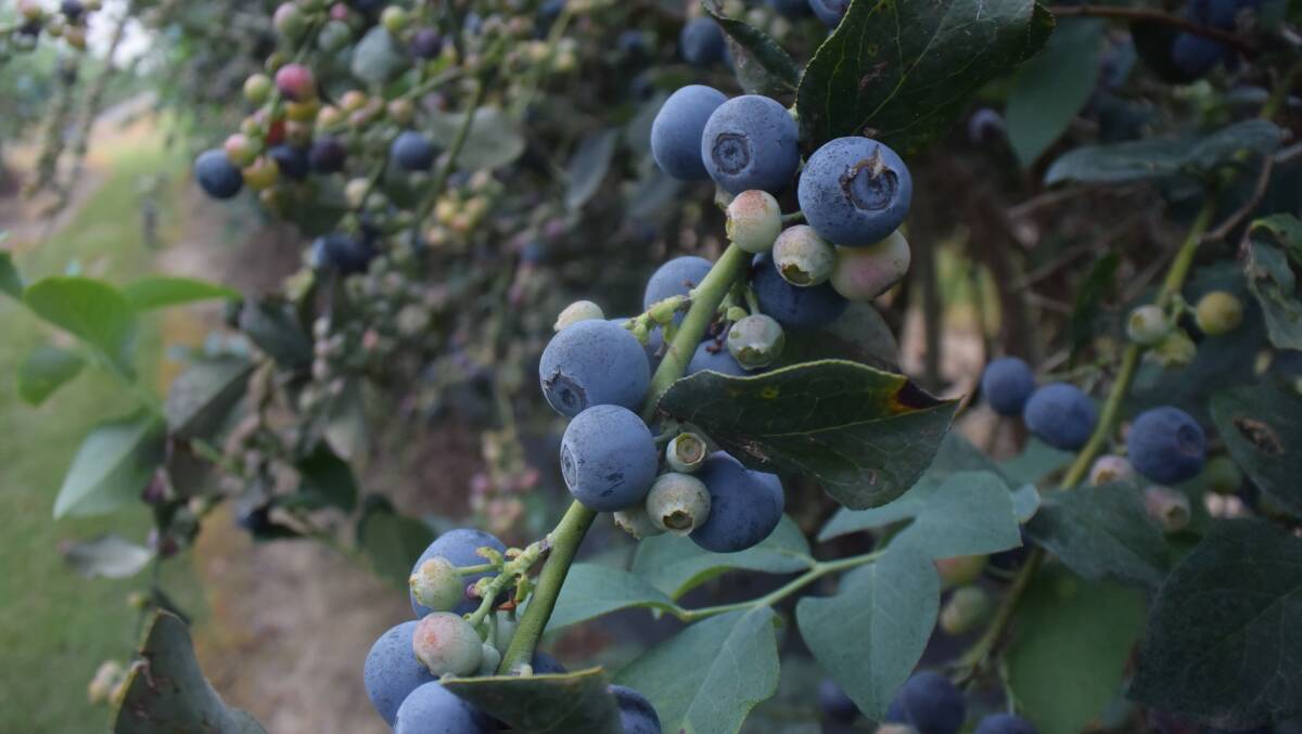 Rabbit Eye variety blueberries fertigated with recycled water.