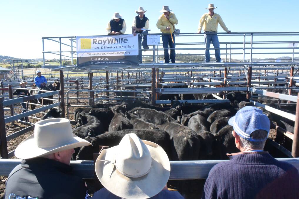 Ben Sharpe, principal of Ray White Tenterfield, kicks off Thursday's sale with an auction of black Angus steers from Rob and Ruth Caldwell, Alister, on the Mole River, that averaged $1606. In the foreground are commission buyers Bruce Birch, Ray White Rural, Mindoo East Tenterfield, Mike Benn, Dalveen, Qld and Terry Te Velde, Glen Innes.