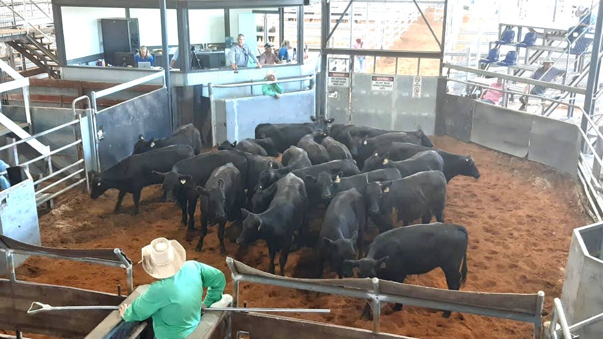 Angus steers sold through McGrath Upper Hunter, 310kg, sold at Scone on Tuesday for 570c/kg to bring $1770 with Stuart Sheldrake as auctioneer. Photo: Brett Peel