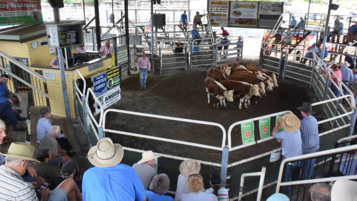 Hereford steers, 245.8kg, produced by the Moorhead family's Baryulgil Pastoral, made 608c/kg or $1495. 