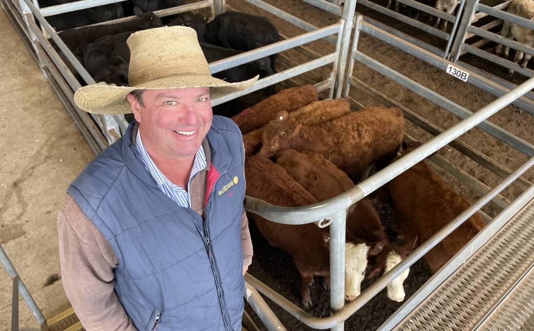 Agent Jasen Somerville, George and Fuhrmann, Casino, with a pen of Limousin-cross heifers that made 430c/kg at Casino prime sale on Wednesday going onto feed. Photo: Jamie Brown