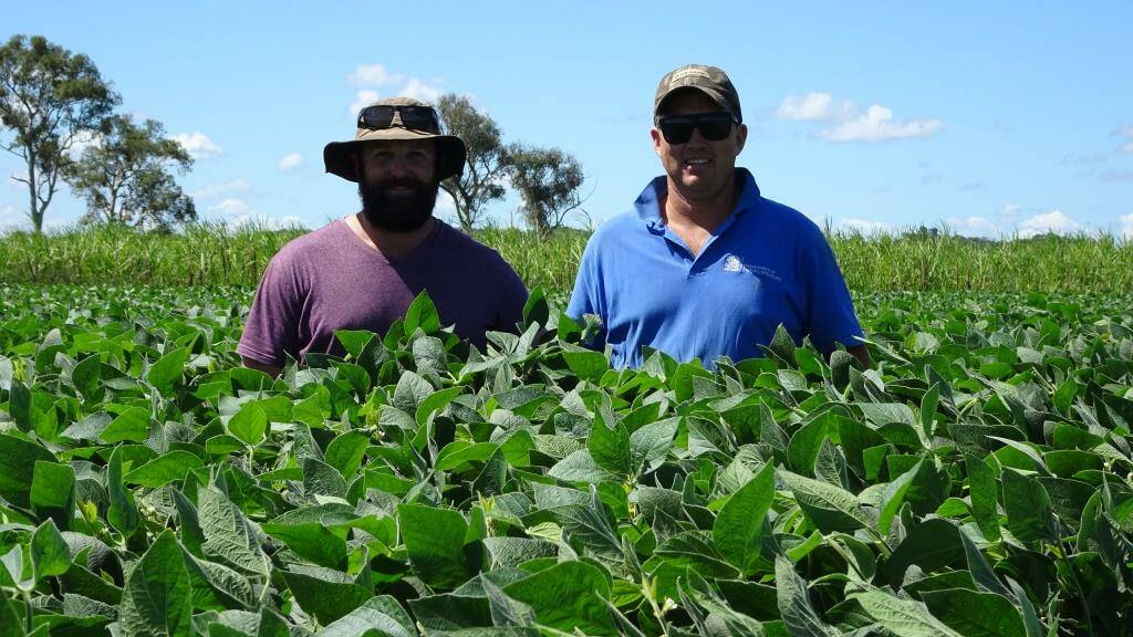 Soybean grower Jackson Green with DPI researcher Nathan Ensbey in a paddock of Hayman grown for silage that yielded 56 large round bales off just two hectares.