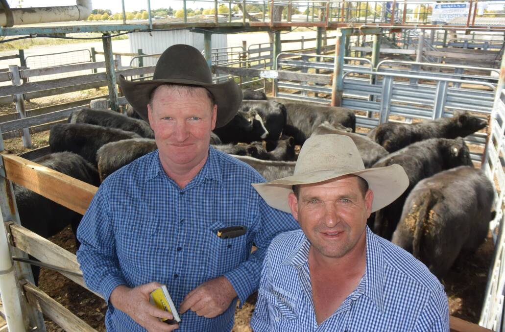 Commission buyer David Gillett, Grafton, with Angus breeder Ben Wirth, Glen Elgin and a pen of the top priced EU steers 410kg at 514c/kg or $2109 for milk tooth calves 11-13 months going to Stockyard Beef's Kerwee feedlot.