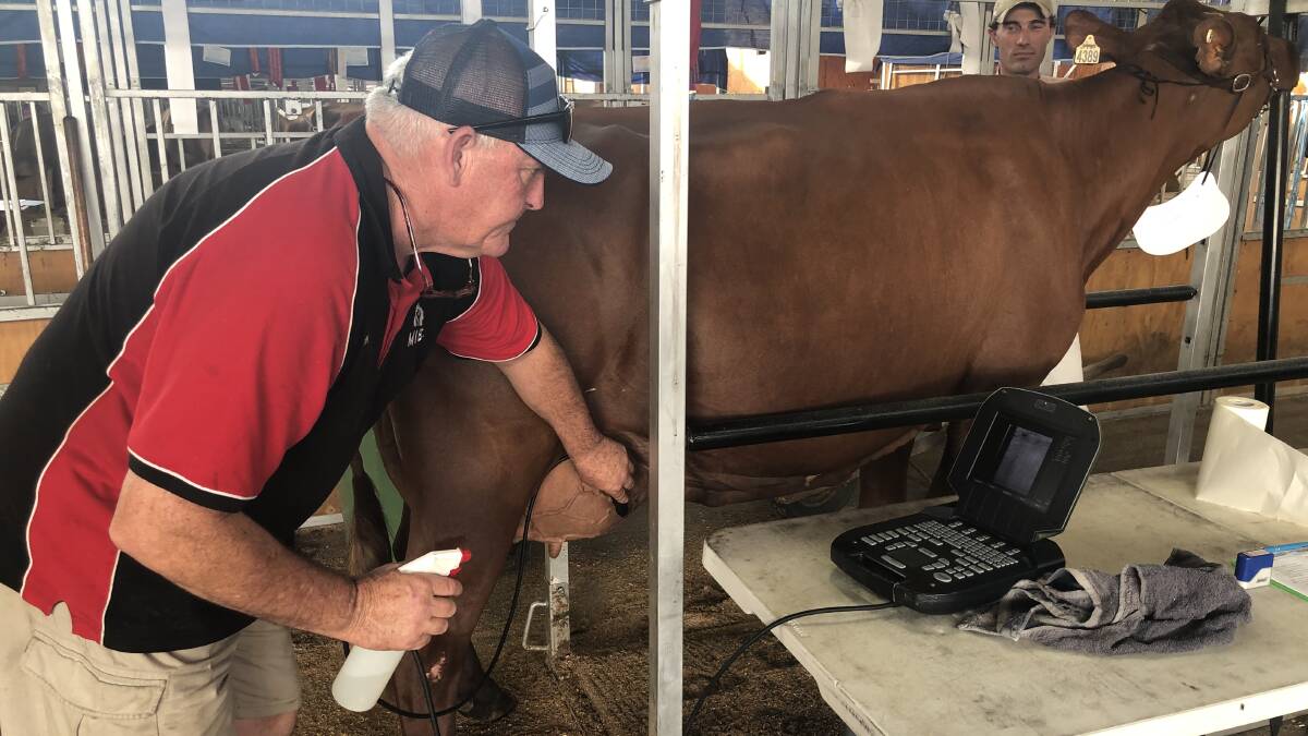 Reproductive technician John Maher tests an Illawarra dairy cow for over-bagging of the udder at Sydney Royal Show.