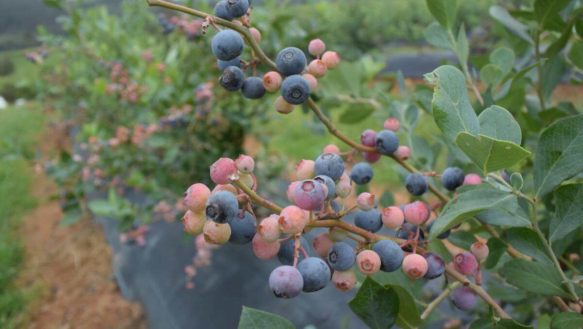 The North Coast blueberry industry has grown at an astounding rate over the past decade and now is coming to terms with management issues like nutrient run-off.