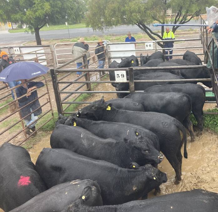 Angus steers 513kg sold for 429c/kg or $2203 at Gunnedah on Tuesday, going to a Queensland feedlot where profit will be slim. In the processing sector there is none.