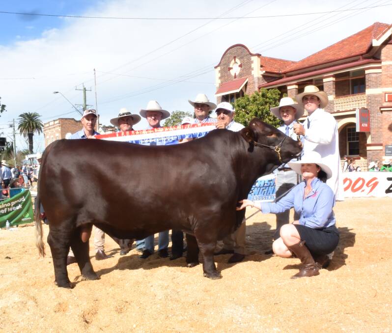 Supreme exhibit of Casino Beef Week, the rising two year old Yulgilbar Nevada, 800kg, by 777 Vegas, exhibited by Yulgilbar Pastoral Company and led by Samuel Barnsley with judge David Greenup, Rosevale Santa Gertrudis, Jandowae, Qld, stud manager Rob Sinnamon, sponsor Thomas George and members of the Beef Week committee Brody Lisha, president Frank McKey, Beef Week Queen Shatarne Newman and retiring Beef Week committee member Belinda Dockrill.
