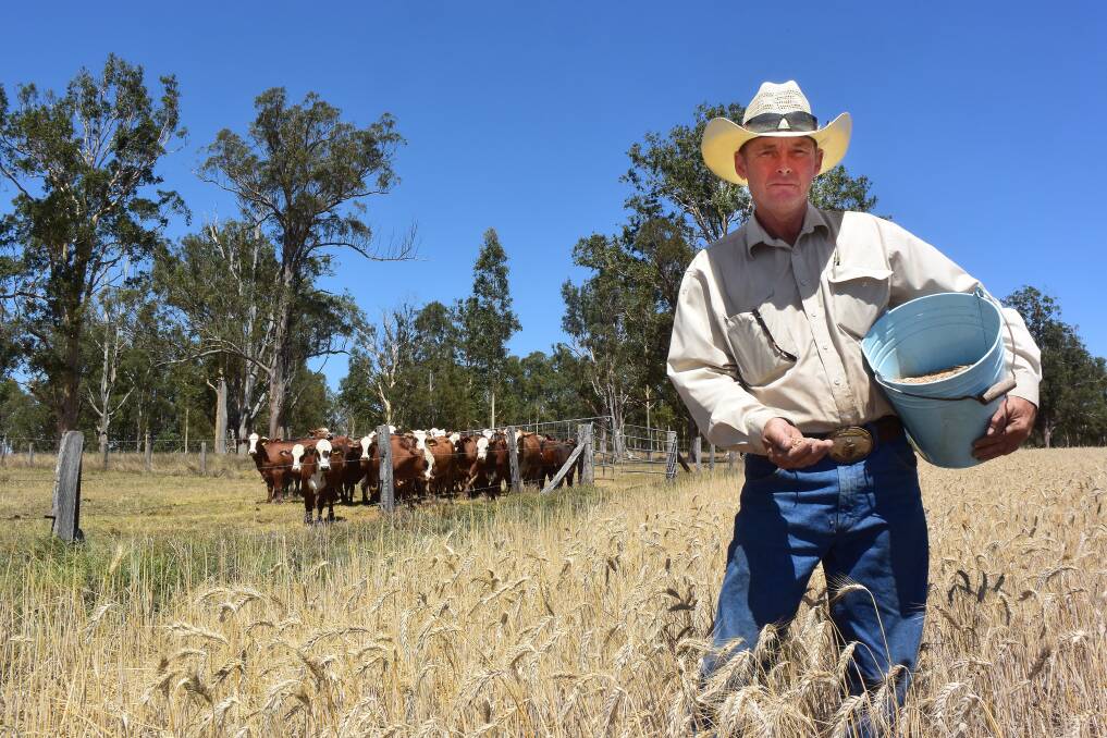 Darryl Amos, Old Bonalbo, with this season's crop of Triticale in hand, while Brahman/Hereford cattle on backgrounding rations that include the hybrid grain, look over the fence. The closed loop system makes good use of available land.