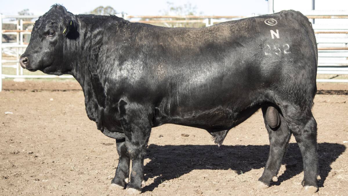 Shamil Livestock, Urunga and Dorrigo, bought the top priced bull for its own stud use, Eaglehawk Big Sky N252 the first son of US sire Musgrave Big Sky in the Eaglehawk stud.