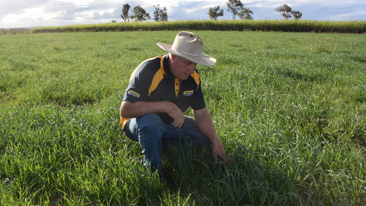 Bruce Green inspects rye grass sown immediately after his son Jackson harvested Hayman soybeans for silage