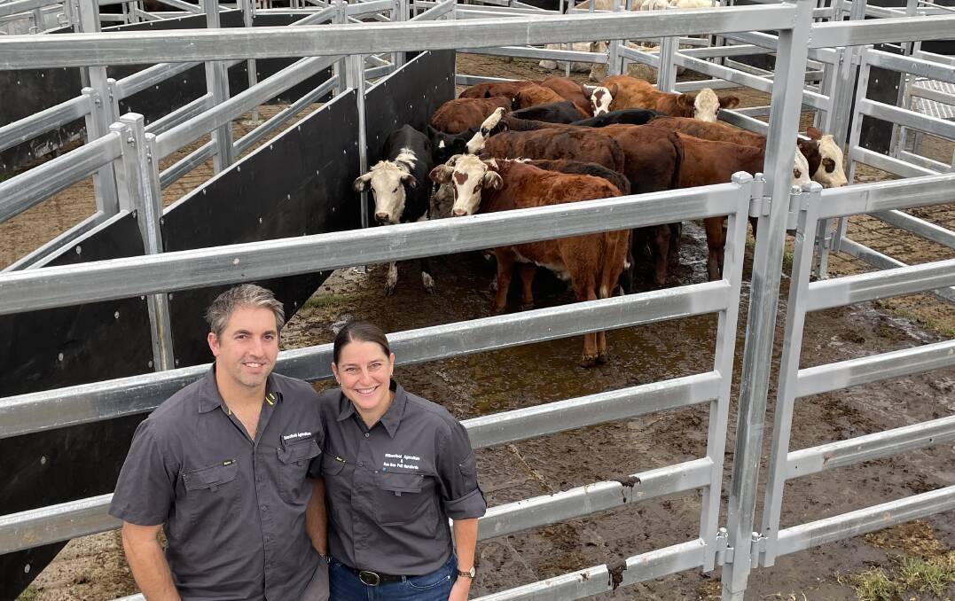 Karen Willows and James Joyce, Grafton, were in the market on Thursday for cross-bred Hereford calves but came away with stud-bred poll Hereford heifers 610.2c/kg for 235kg or $1423.