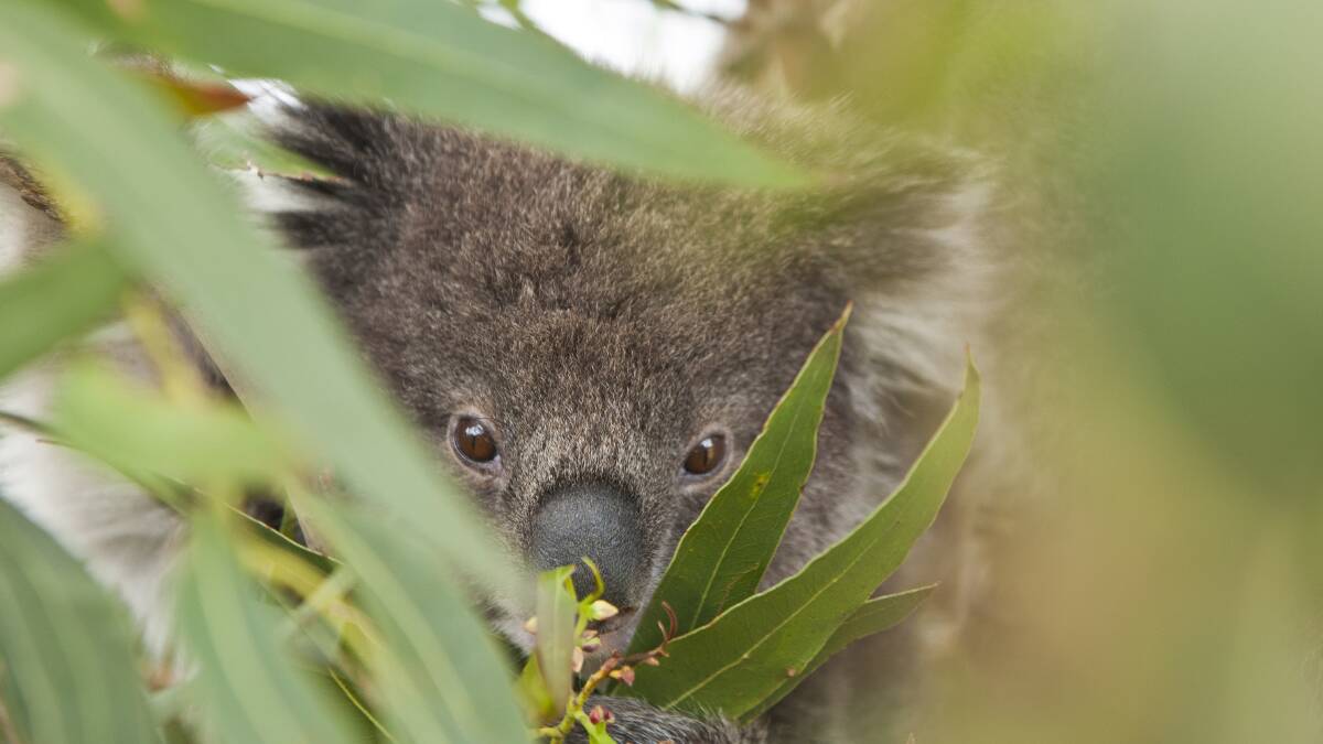 Farmers important in govt koala rescue bid