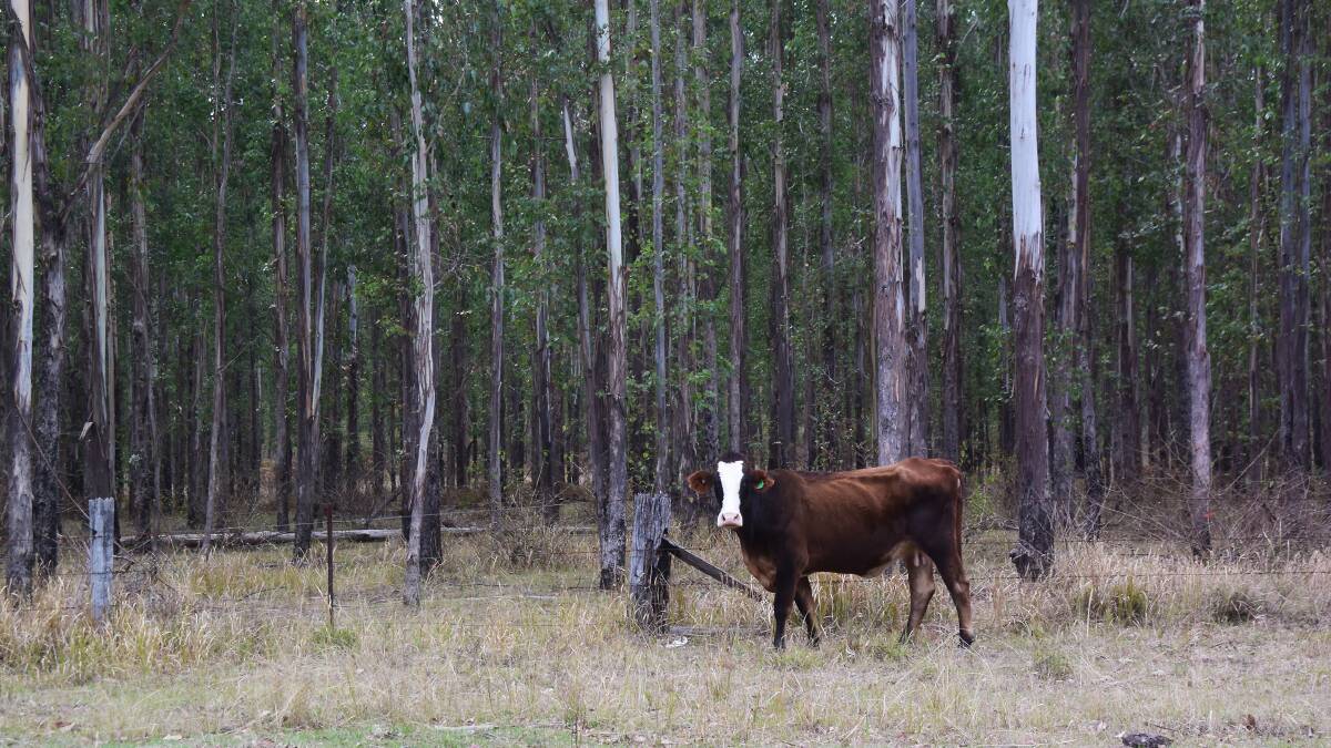 State government support for farm forestry projects is aimed at making Australia self-sufficient in timber, while giving farmers and their environments a benefit.