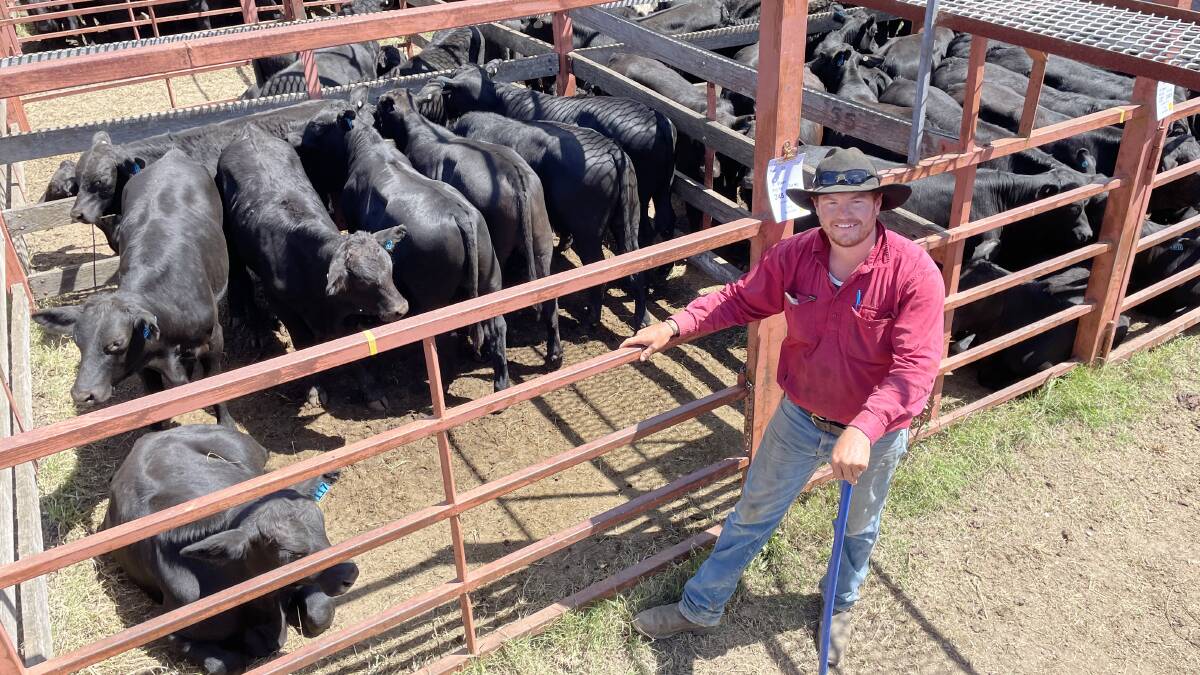 Sean Gunnlaugsson, manager of Dovara, "Mossvale" at Wylie Creek with a pen of the decade's finest organically certified Angus/Brangus from a herd that rebounded from the drought to make 776c/kg for 248kg or $1924 going to the Dalby, Qld district through KellCo.