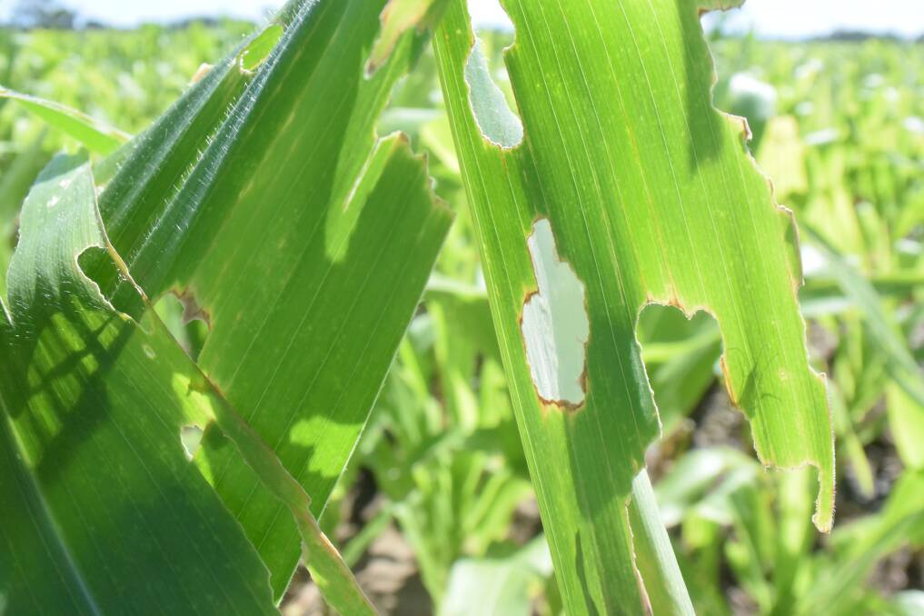 A heavy approach with knockdown chemical at first sighting of fall armyworm can have disastrous effects later in the season.