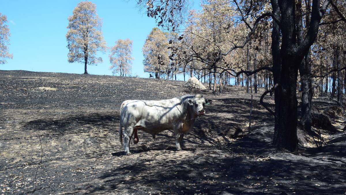 This Charolais bull escaped injury in the Tabulam fire but now faces feed uncertainty as paddocks already affected by drought were reduced to ash.
