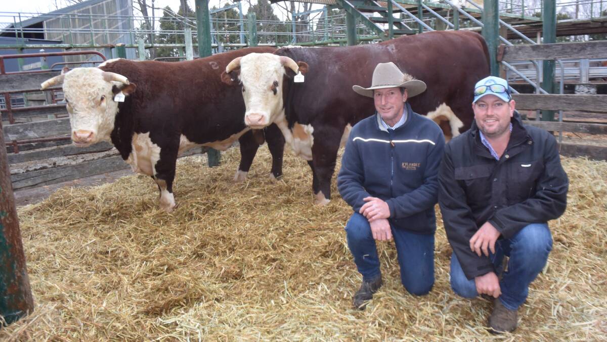 Phil and Brad Thomas, Kylandee Herefords at Inverell with the top priced bull and the best judged sire at the Glen Innes Hereford Show and Sale.