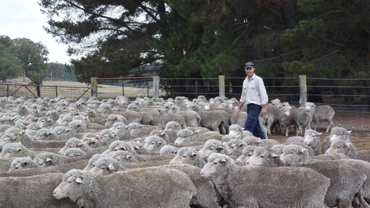 Michael Taylor,“The Hill” via Kentucky, produces ethical Merino wool and markets part of it through a start-up co-operative nursed by the Farming Together program. Now, with no further pilot funding, infant agricultural co-operatives will be left to sink, or swim.