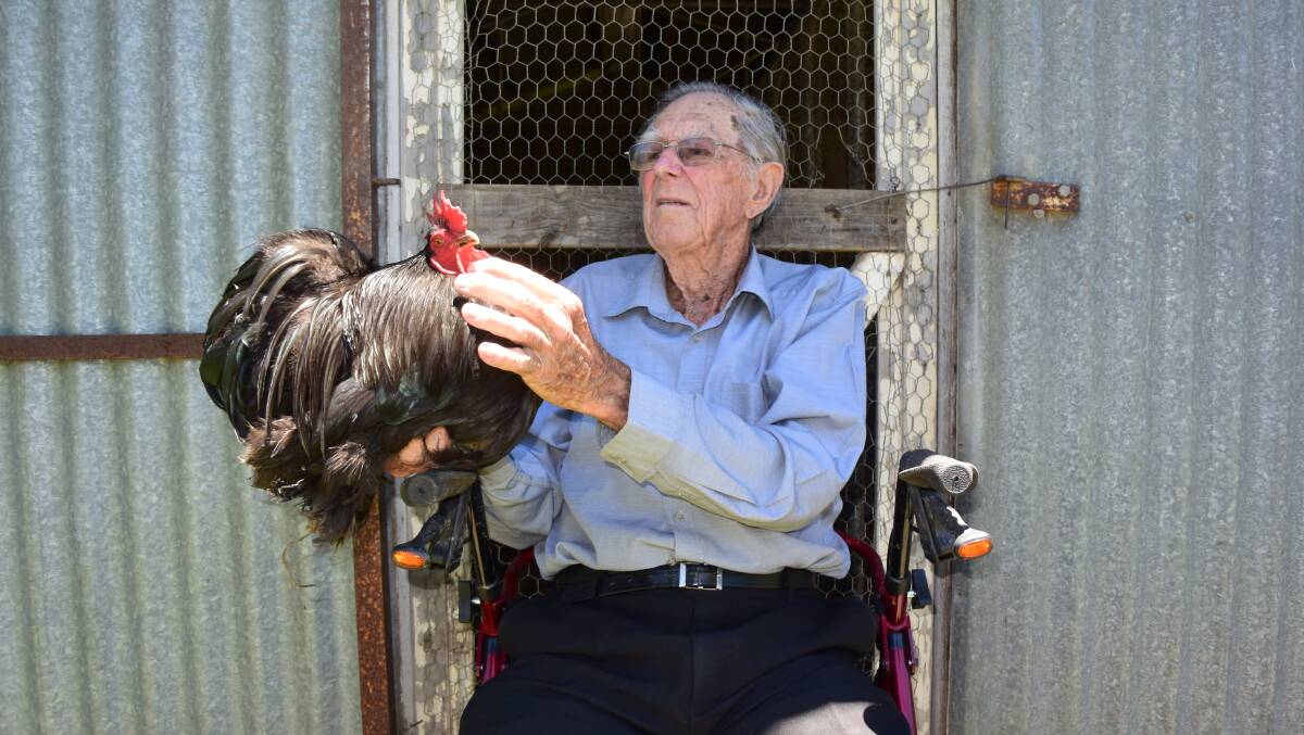 Ray Connors with a Pekin rooster. The veteran breeder's game fowl days are finished though their memories linger brightly.