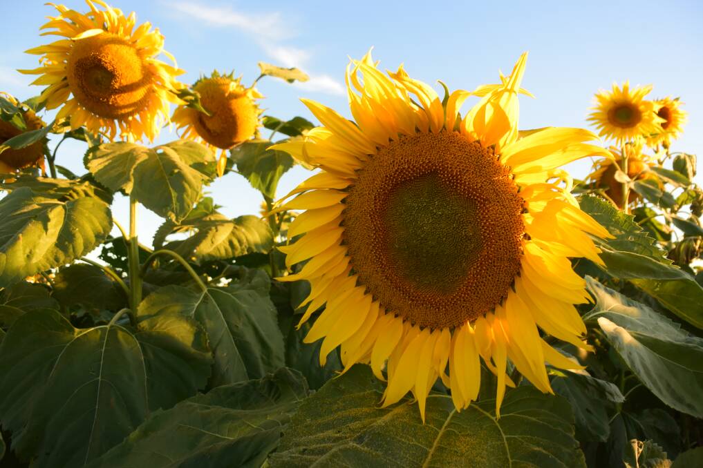 A drought on domestic sunflower seed has pushed prices to $1400/t.