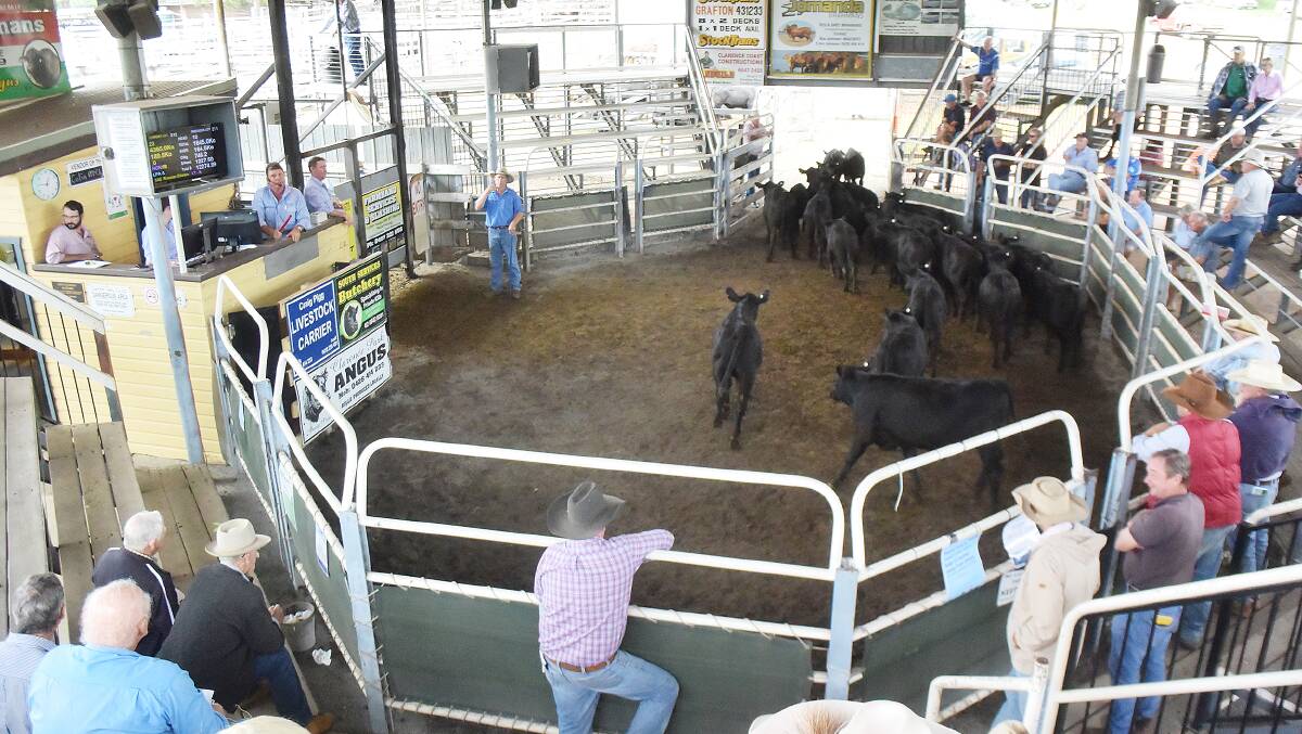 Angus weaners, 164kg, sold to 746c/kg or $1227 at Grafton on Thursday going onto standing grass in the central west of the state.
