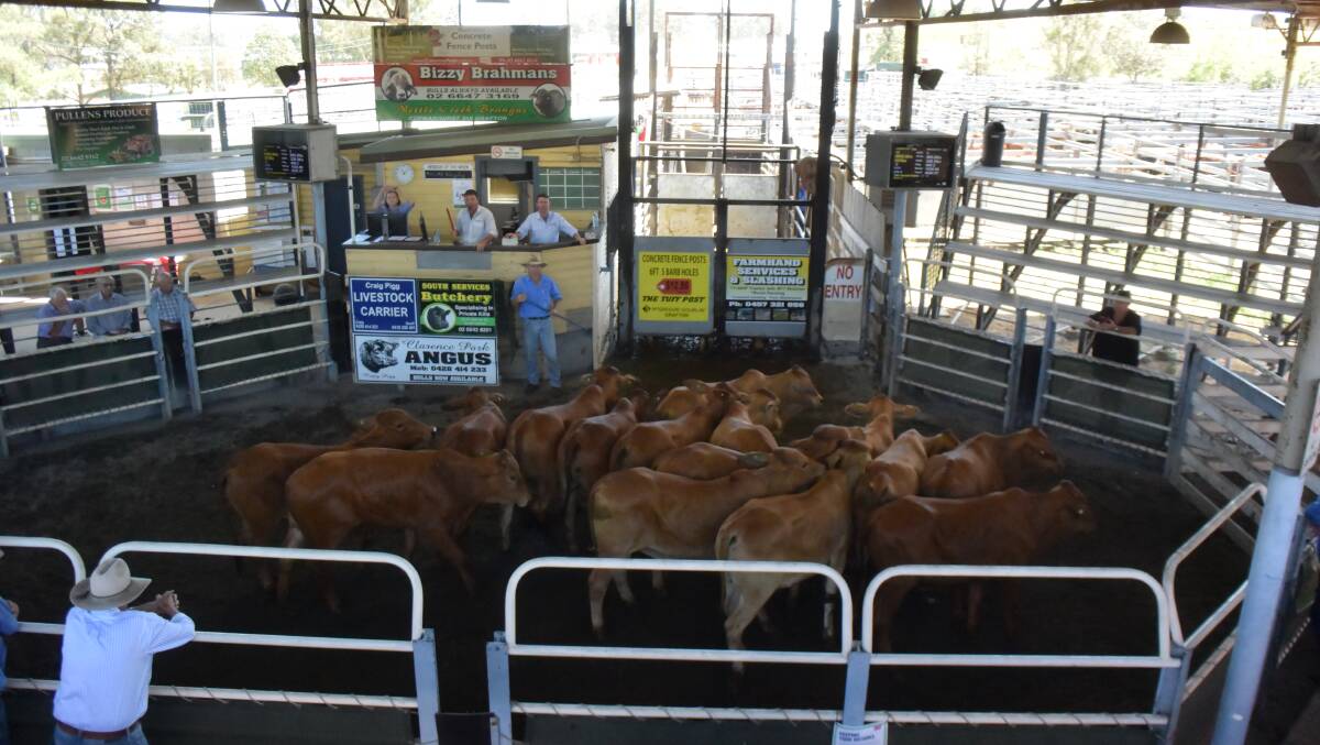 Heifers averaged 495c/kg at Grafton on Thursday with light calves fetching more cents than little steers. File photo.