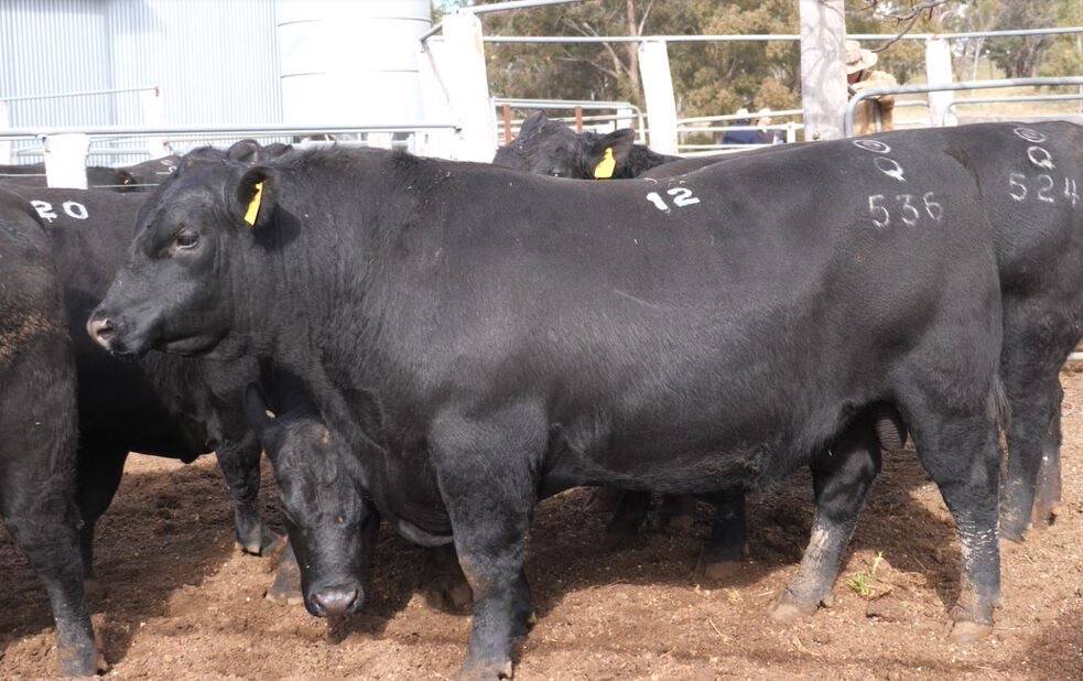Western Downs pastoral company Fuching-Woodlands at Westmar, Qld, bought five bulls and including equal top money of $30,000 for Eaglehawk Ozi Kozi Q536 by Koupal Kozi 418.