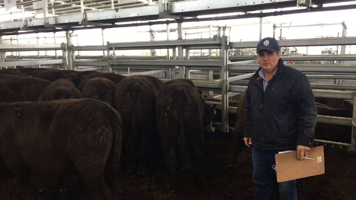 Nathan Purvis, Colin Say and Company, with 378kg Angus steers from Dulverton blood sold by the Lawson family of Dundee which went to Whyalla feedlot for $1604 a head at 434c/kg during Thursday's Inverell store cattle sale. Photo: IRLX