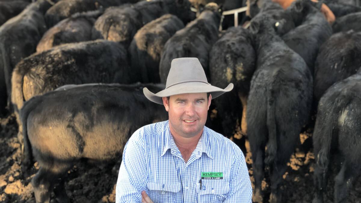 Laurie Argue from Kempsey Stock and Land with Raymond Clarke's Angus cross steers that sold to $1652 on Thursday. Photo: Samantha Townsend