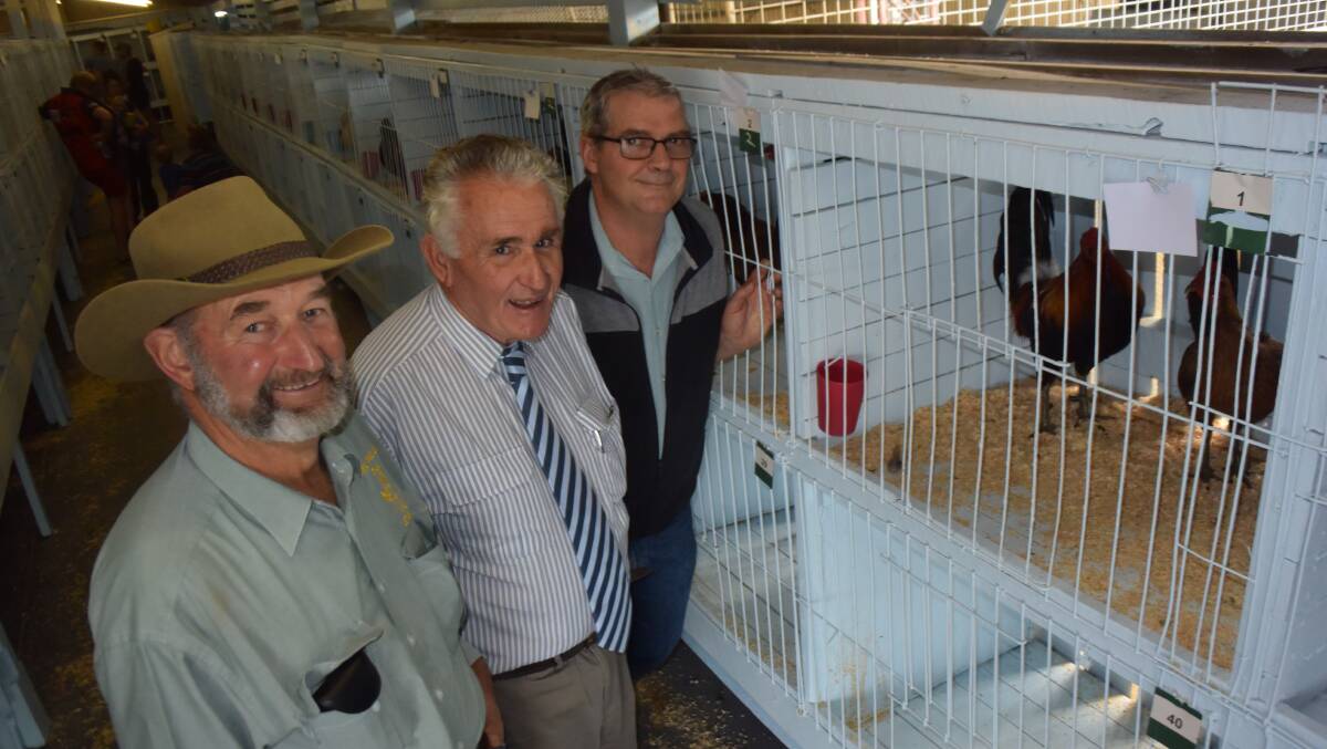 Far North Coast All-Game poultry club officials Ted Vaughan - who won champion, reserve and opposite sex - John Gibson, whose Old English Game birds won their class, seen in the cage in front, and club treasurer Ross Robinson, Lismore, who has been breeding and showing, like most of the others, since he was a boy.