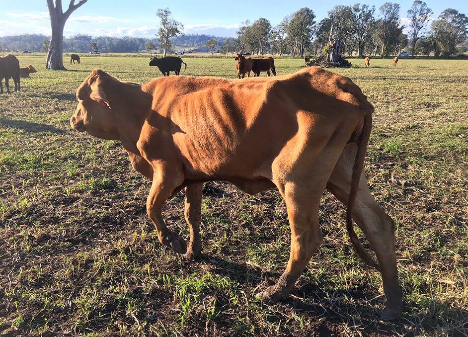 Cattle producers are warned to be on the lookout for mud scours, with the winter dominant bacterial disease rearing its head again in the Lismore area. Image courtesy LLS.
