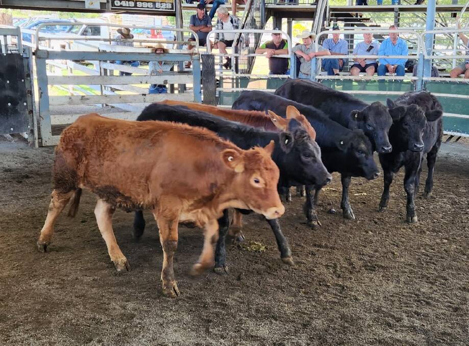 Vendors of the week were Junction Hill producers G and J Johnson who sold steer calves with black Limousin blood, 301 kg for 338c/kg or $1018. Photo supplied.
