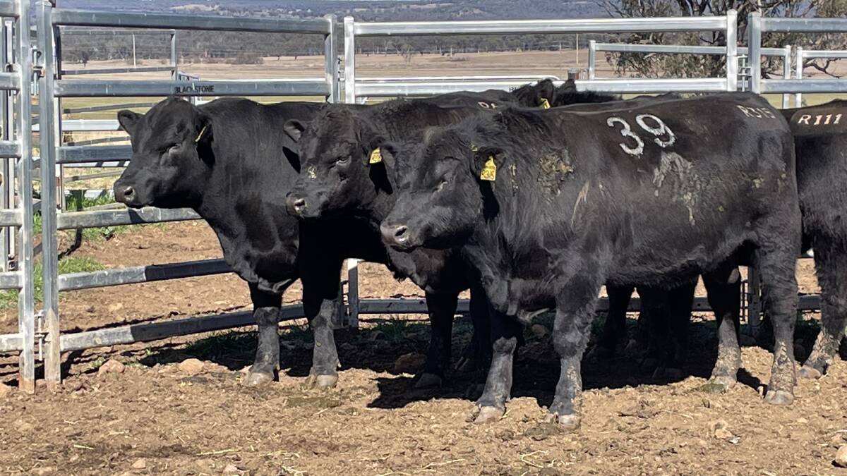 Swanbrook bulls enjoying a rare day of sunshine on Saturday. Lot 39 sold for $9000 to repeat buyers the Watson family of Red Range.