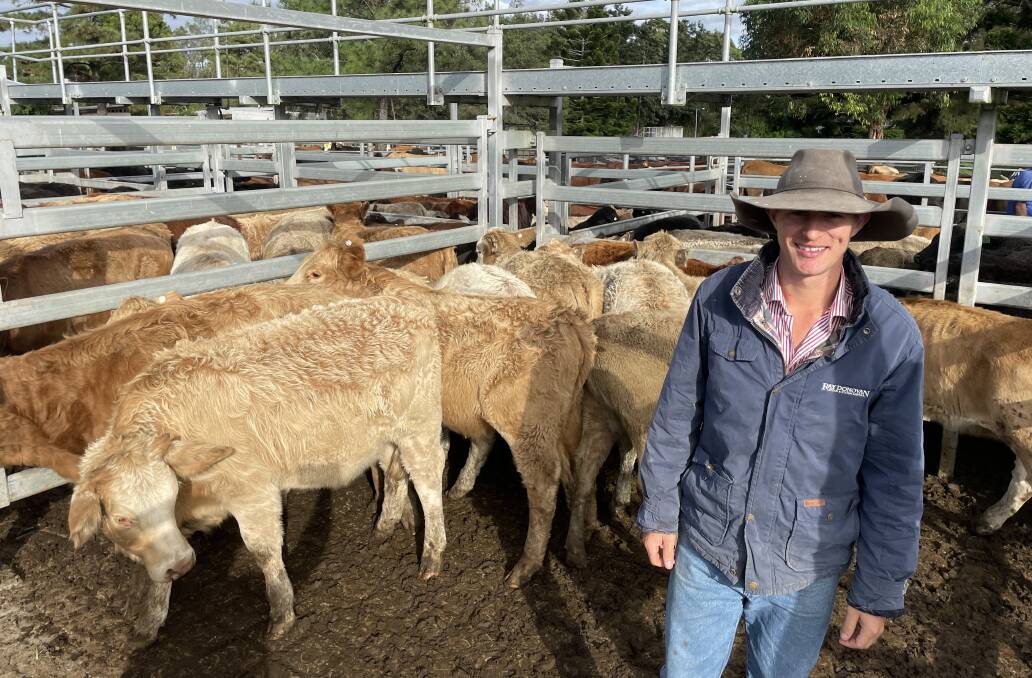 Charolais cross heifers from Micah and Tanya Middelbosch, Nymboida, made 750c/kg for 177kg or $131 at Grafton on Thursday, pictured with auctioneer and agent Jonny Cowan, from Donovan Livestock and Property.